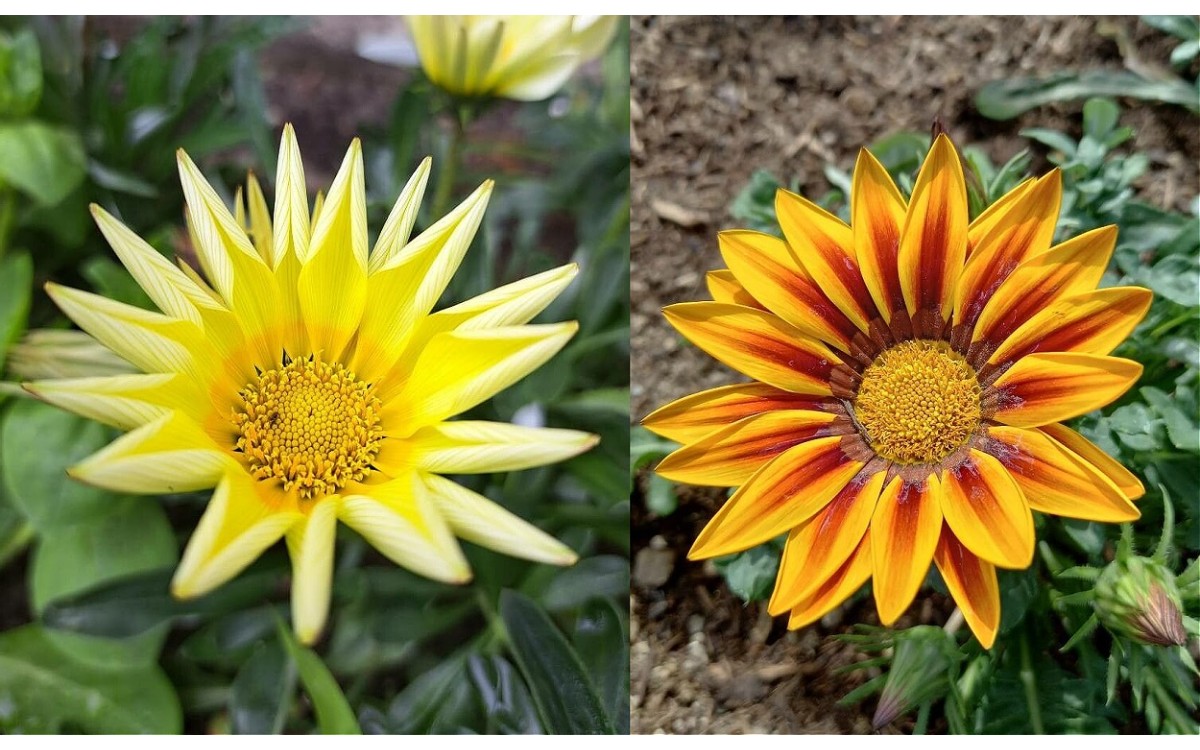 Gazania rigens, comúnmente conocida como Gazania