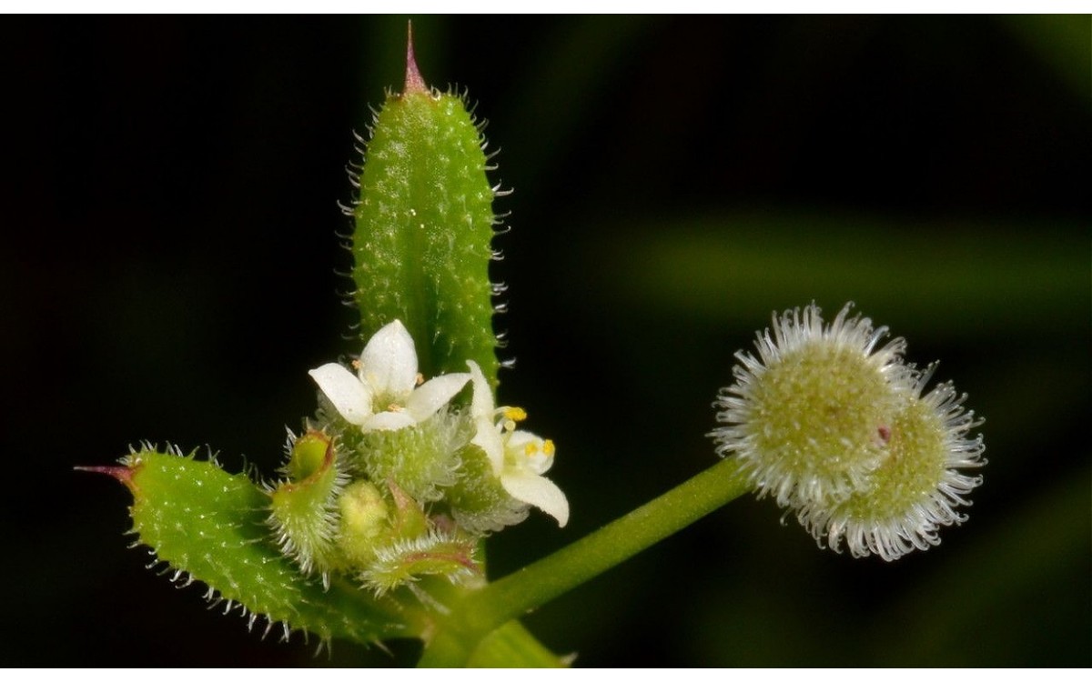 Galium aparine L., conocida como Amor de Hortelano o Azotalenguas