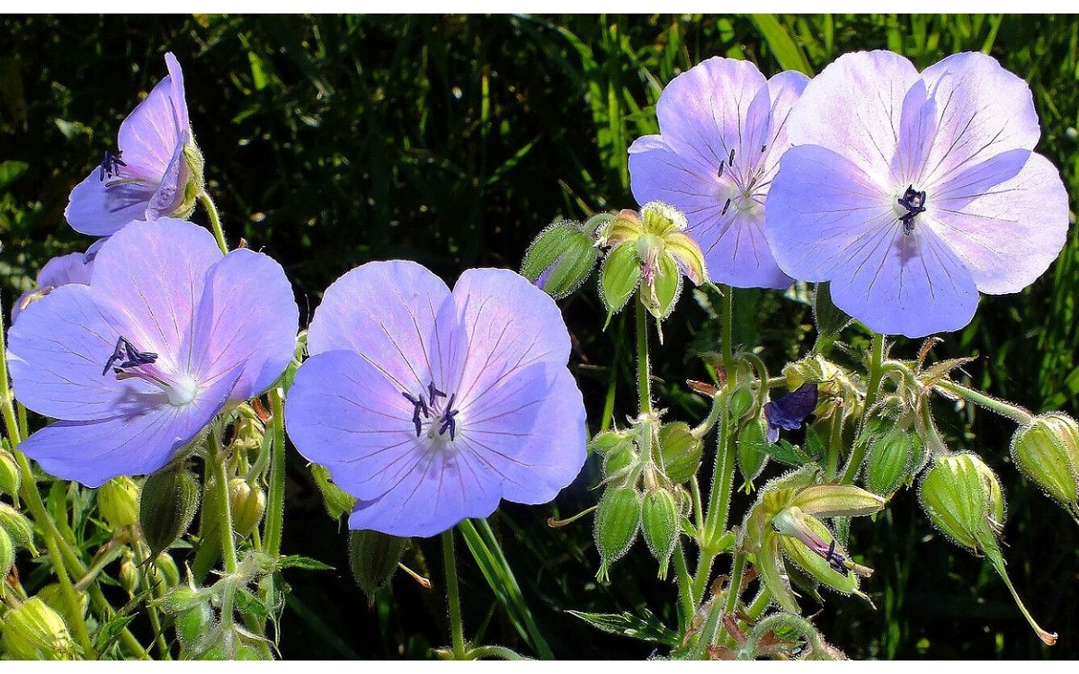 Geranio de Prado, conocido científicamente como Geranium pratense L