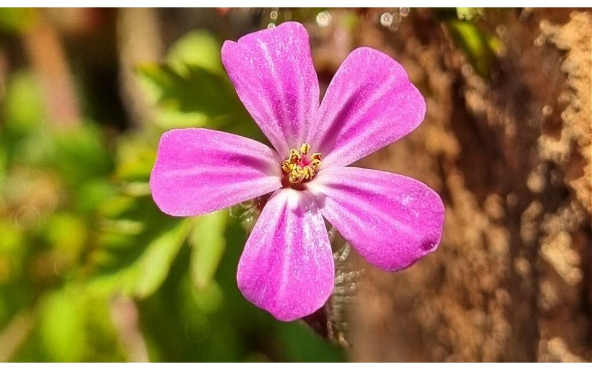 Geranium purpureum Vill, conocido como geranio púrpura o geranio purpureo