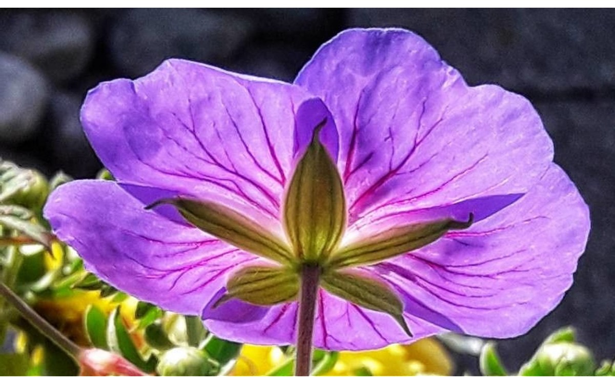 Geranium sylvaticum L, conocido como geranio silvestre o hierba de la grulla