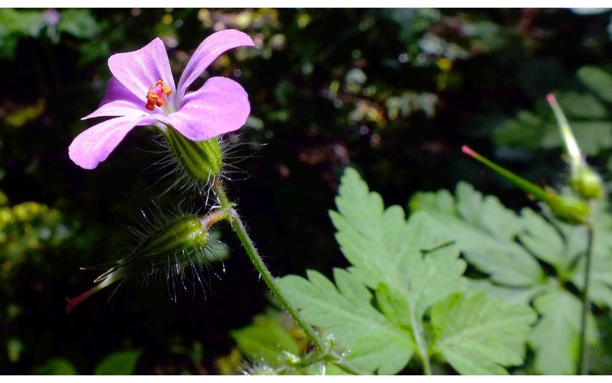 Geranio de Robert (Geranium robertianum L.), conocido como hierba de San Roberto