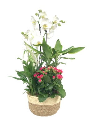 Orquidea blanca con plantas variadas en cesta