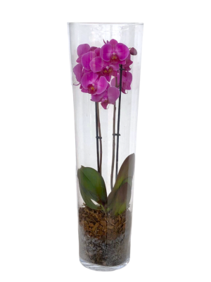 Orquídea phalaenopsis en vaso de cristal 60