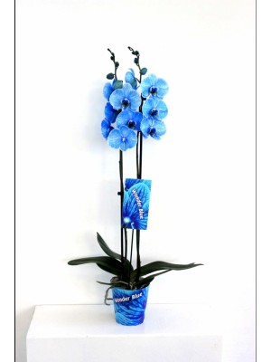 1 orquidea 2 varas azul