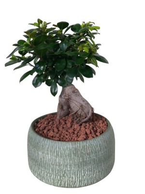 Bonsai de Ficus Ginseng 