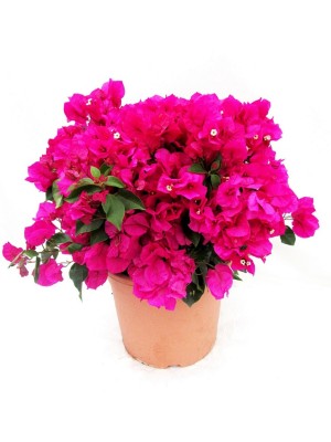 Bougainvillea 