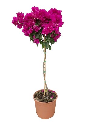 Bougainvillea arbol