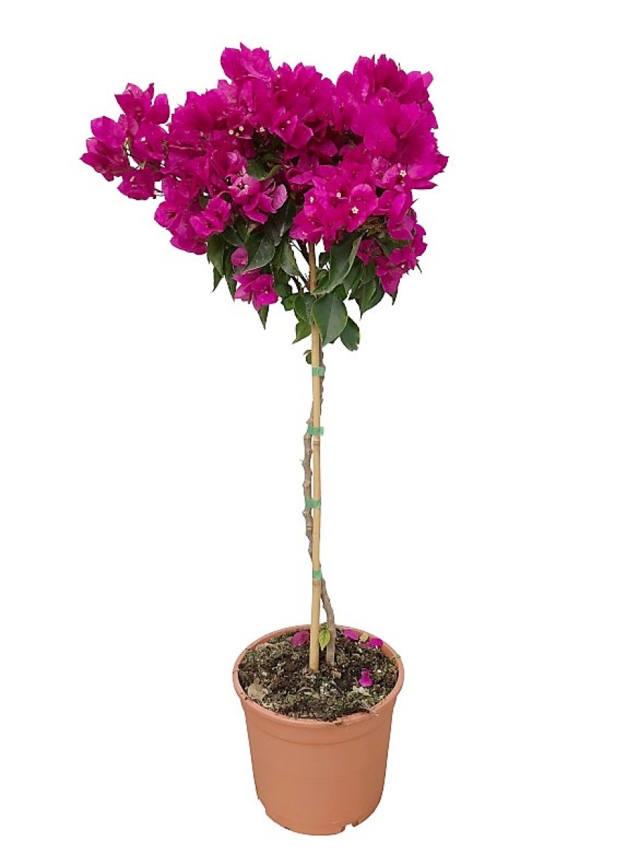 Bougainvillea arbol