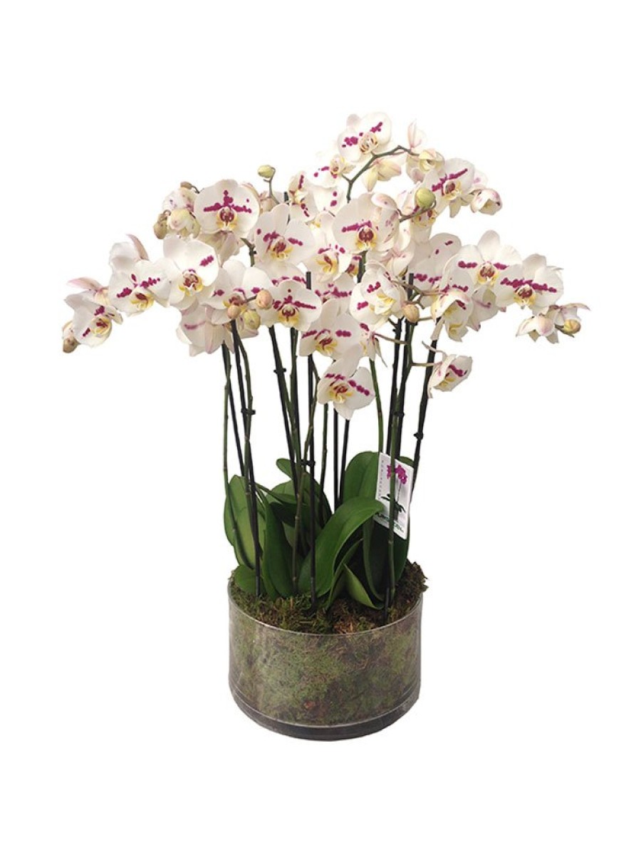 El mejor regalo | Centro de 5 orquídeas de 2 varas en vaso cristal blancas